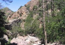 Forêt de Bonifatu : combien de temps prévoir pour la visiter ? forêt de bonifatu